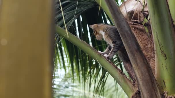 Uroczy mały kot domowy chowający się za pożywieniem na szczycie drzewa kokosowego w dzień. — Wideo stockowe