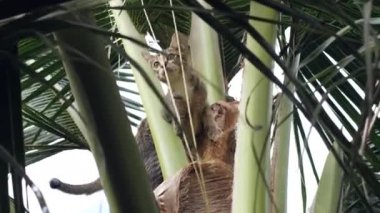 Güzel bir evcil kedi hindistan cevizi ağacının tepesinde kertenkele avlıyor..