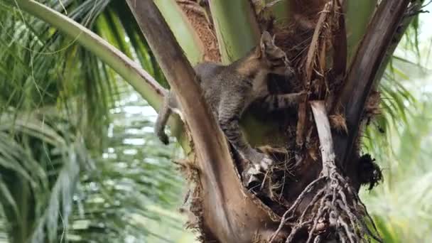 En liten katt som letar efter ödla eller geco ovanpå ett kokosnötsträd. — Stockvideo