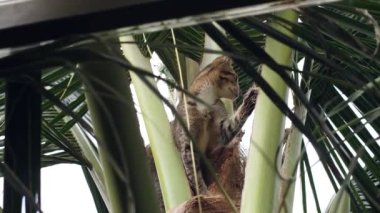 Hindistancevizi ağacının tepesinde yiyecek arayan evcil bir kedi..