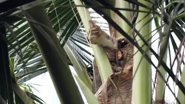 Närbild av en bedårande katt på toppen av en kokosnöt träd. — Stockvideo