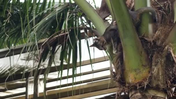 A slow motion of a domestic cat going down from the top of a coconut tree. — Stock Video