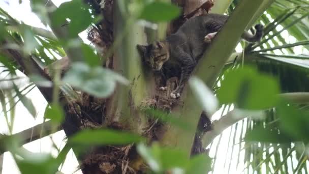 Бытовая кошка ходит и охотится за едой на вершине кокосового дерева. — стоковое видео