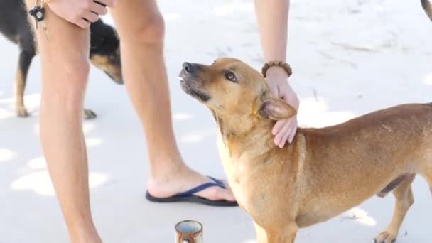 En vänlig hund välkomnar en utländsk besökare på den tropiska ön i Asien. — Stockvideo