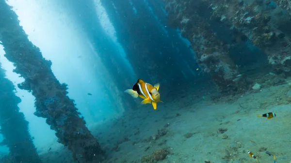 Piękna mała ryba anemona w głębi błękitnego morza na Filipinach. Obrazek Stockowy