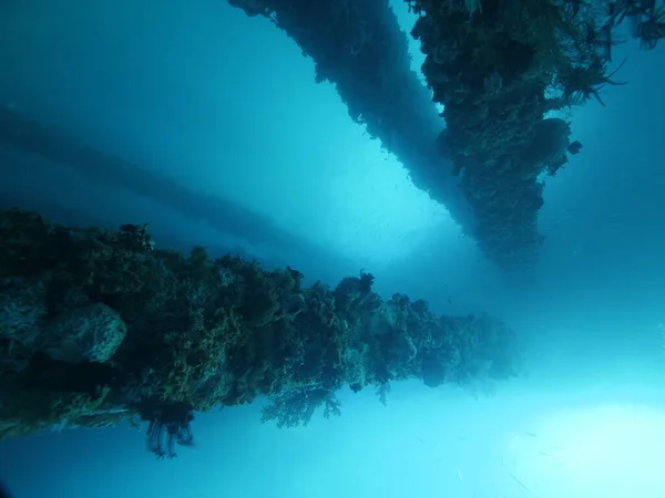 Pier understøtter fuld af koraller under vandet i lyse blå hav baggrund. Stock-billede