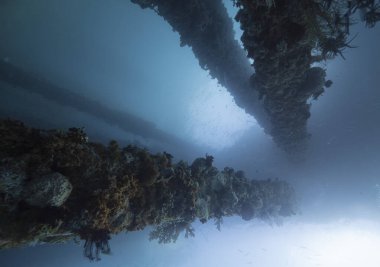 İskele, parlak mavi okyanus arka planında su altında mercanlarla dolu..