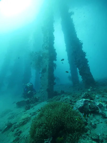 在蓝色海洋深处的潜水者，可以看到珊瑚和鱼类. 免版税图库照片