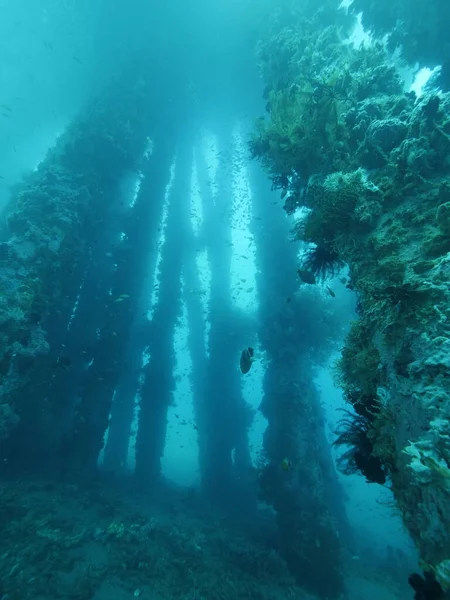 从海底俯瞰有生长中珊瑚的码头支撑物. 图库图片
