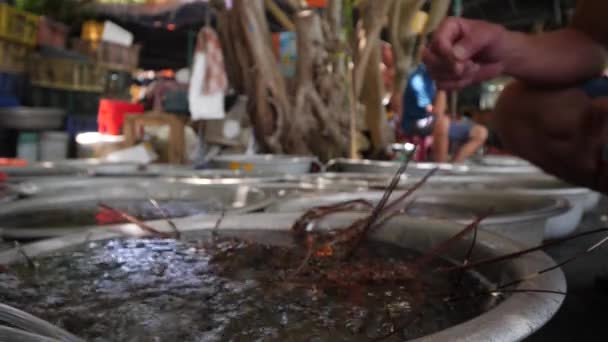 Close up of basin full of lobsters with buyers hand picking one lobster. — Stock Video