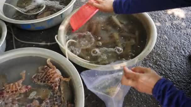 Close up su un venditore mano trasferimento mantide gamberetti in un plastico nel mercato — Video Stock