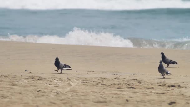 Wspaniały widok na trzy gołębie ptaki spacerujące po plaży w letni dzień. — Wideo stockowe