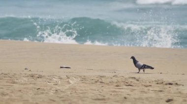 A bird walking on the white sandy beach with waves splashing on the background
