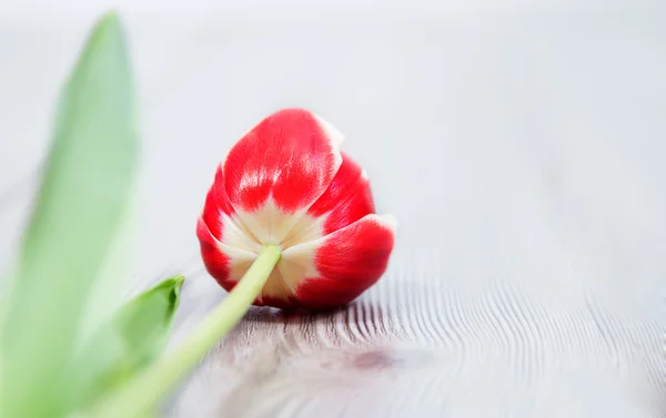 Spring flower — Stock Photo, Image