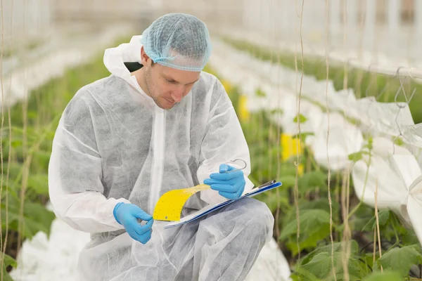 高级农业科学家研究植物和疾病 — 图库照片