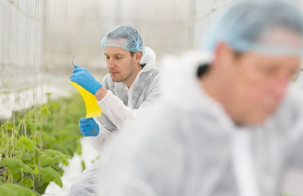 Cientistas agrícolas sênior e júnior que pesquisam plantas e — Fotografia de Stock