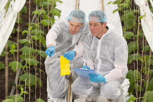 Senior and junior agricultural scientists researching plants and — Stock Photo, Image