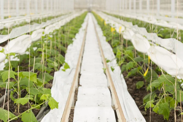 Greenhouse with cucumbers growing — Stock Photo, Image