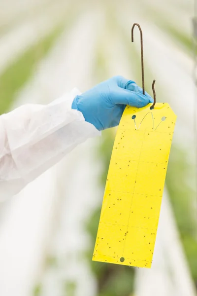 Senior landbouw wetenschapper die onderzoek naar planten en ziekten Stockafbeelding