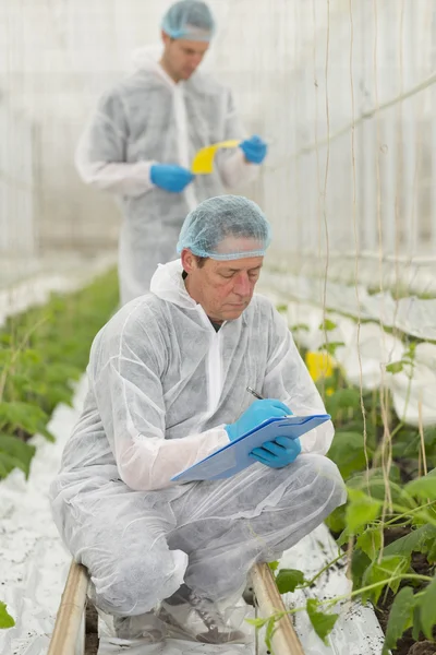 Senior-Agrarwissenschaftler erforscht Pflanzen und Krankheiten — Stockfoto