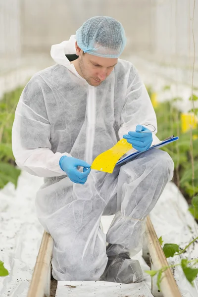 Senior scienziato agricolo che ricerca piante e malattie Fotografia Stock