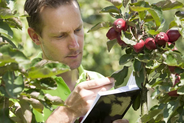 Horticultor revisando sus manzanas en su granja — Foto de Stock