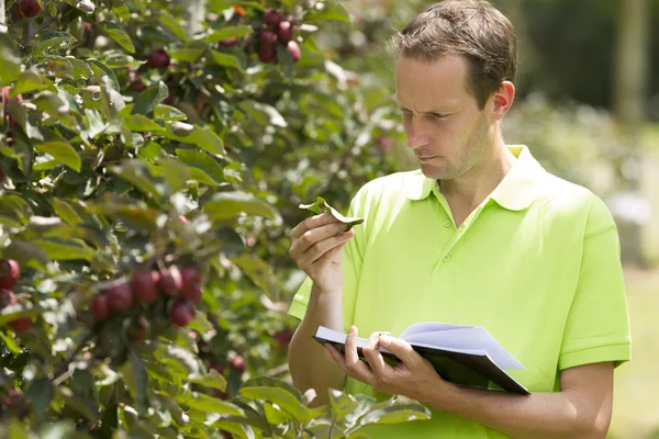 Ogrodnik sprawdzanie jego appletrees w jego gospodarstwie — Zdjęcie stockowe