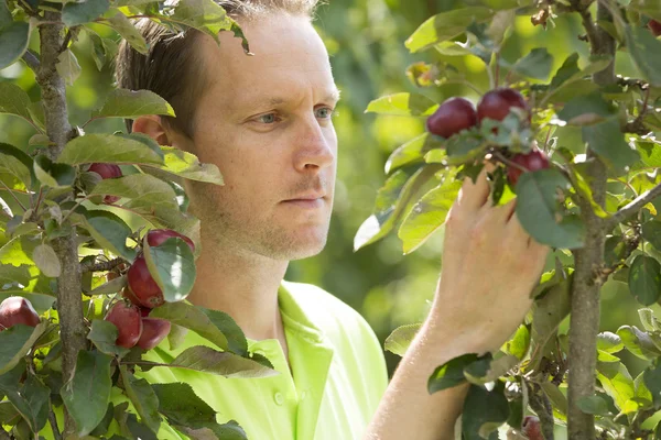 Ogrodnik sprawdzanie jego appletrees w jego gospodarstwie Zdjęcia Stockowe bez tantiem