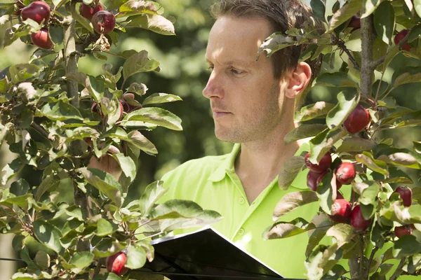 Tuinder zijn appletrees op zijn boerderij controleren Rechtenvrije Stockfoto's