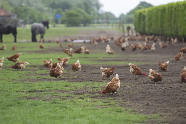 Polli che si nutrono sul campo — Foto Stock