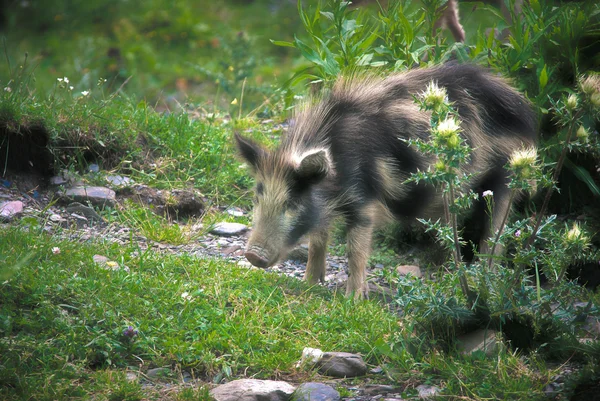 Cerdito, que vive en las montañas . —  Fotos de Stock