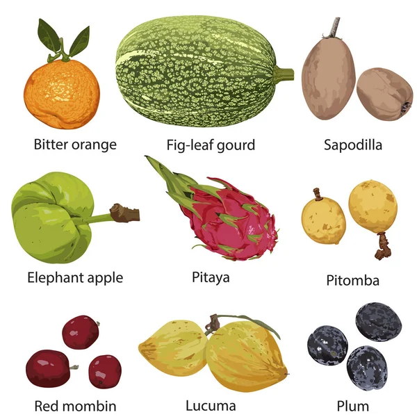白い背景に名前の異なる果物 — ストックベクタ