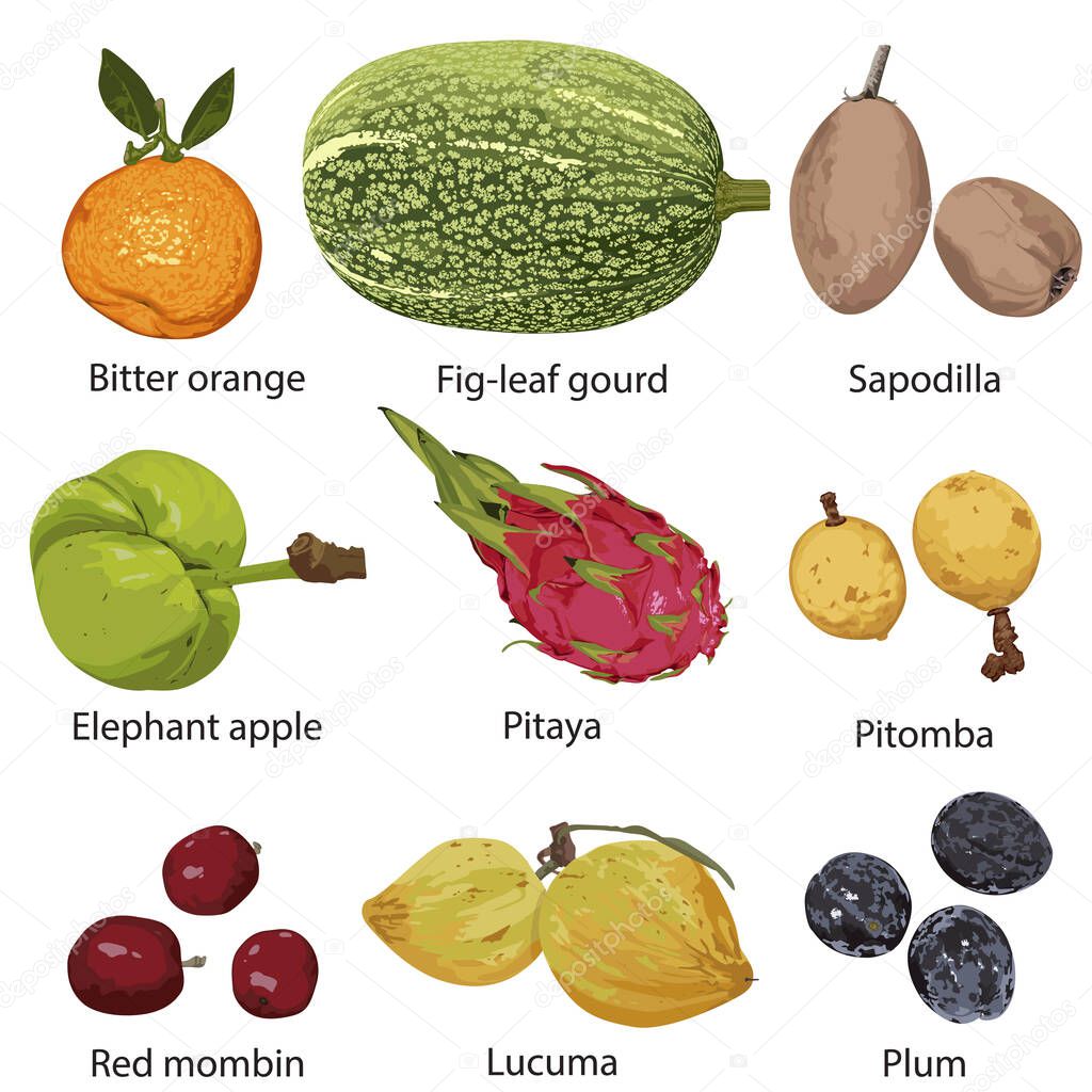 Different fruits with names on white background