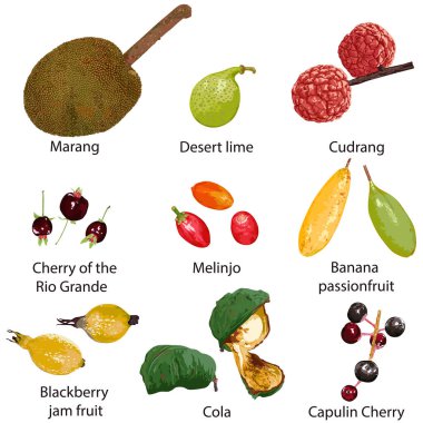 Fruit on a white background clipart