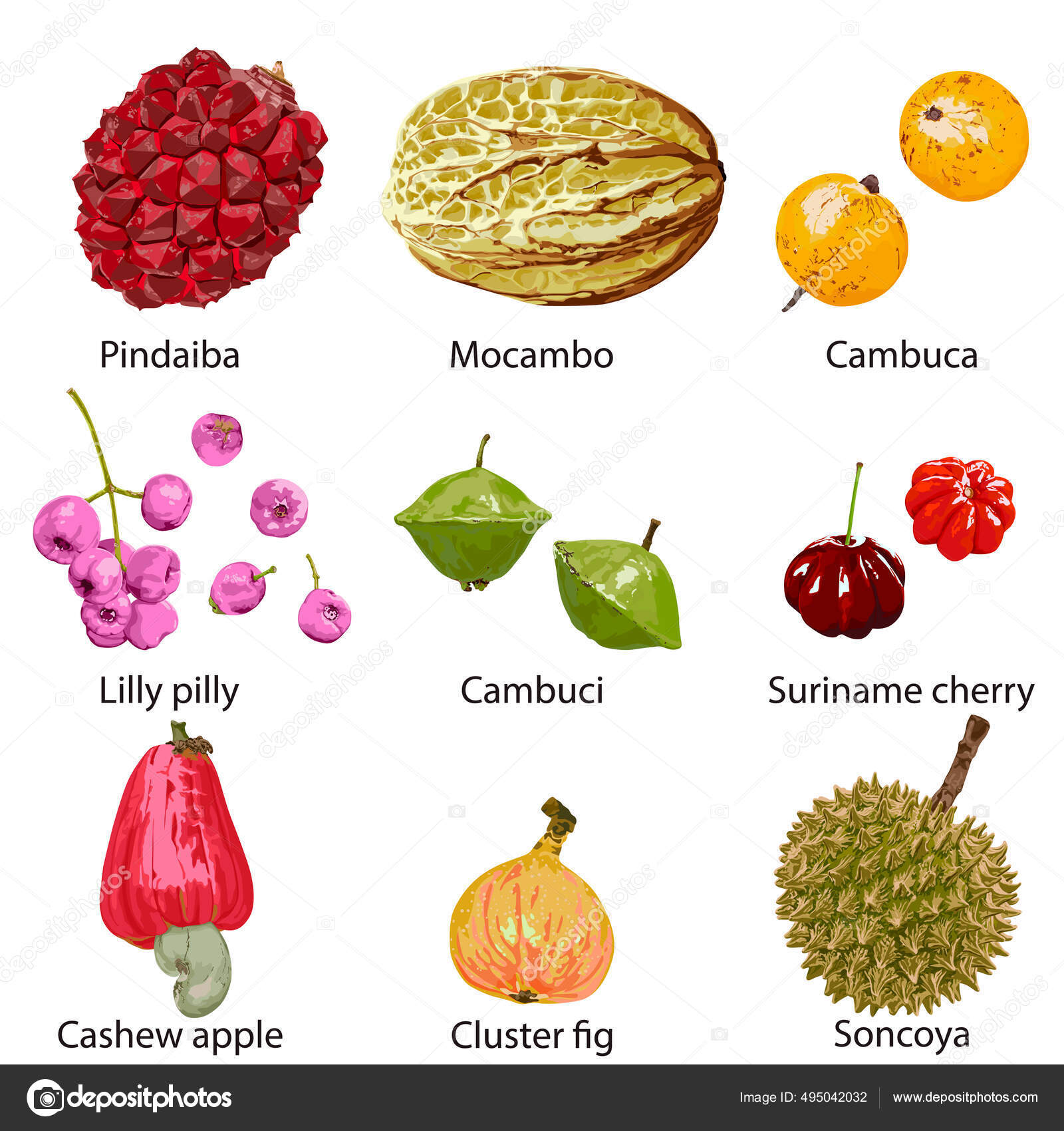 Frutas Diferentes Com Seus Nomes Fundo Branco Vetor de ©roman4 495042032, image size:1600x1700