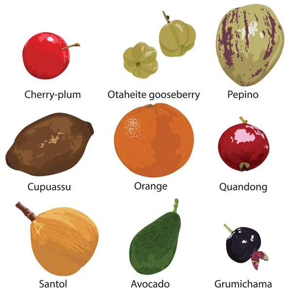 Frukter på vit bakgrund — Stock vektor