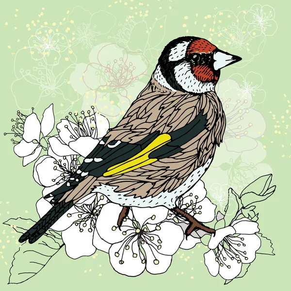 Goldfinch at the cherry blossoms — Stock Vector