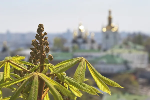 Kind to the chestnut flowers and leaf in the foreground and Kiev Pechersk Lavra in the background. — Stock Photo, Image