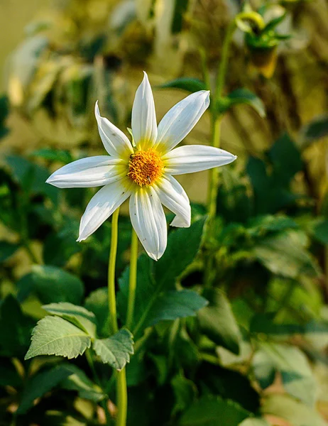 ホワイト ダリアやジョージナ単一の花の咲く — ストック写真