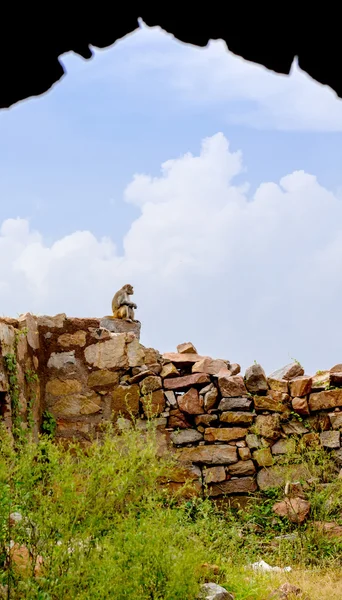 Rhesus Macaque en el Fuerte Tughlaqabad, Delhi, India — Foto de Stock