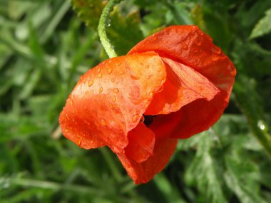 haşhaş kırmızı çiçek ile damla