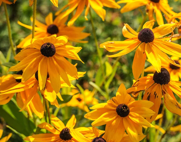 bahçede sarı rudbeckia çiçek