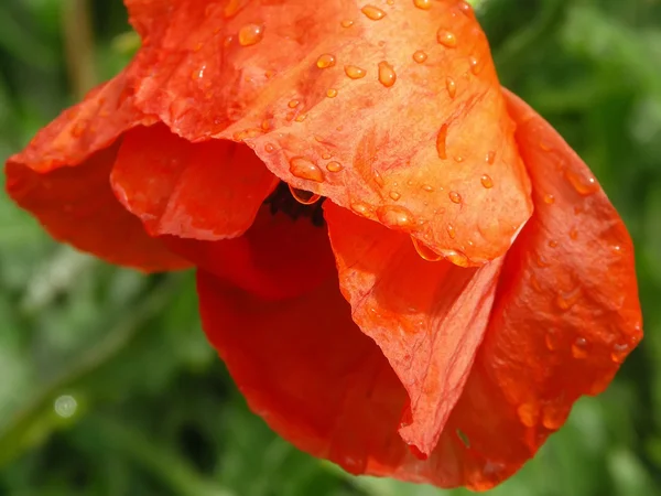 Haşhaş kırmızı çiçek ile damla — Stok fotoğraf