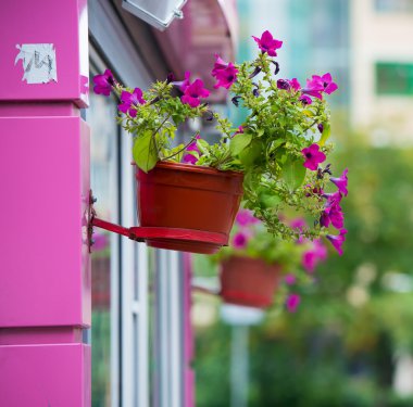 Mor çiçekler mor bir duvara tencere