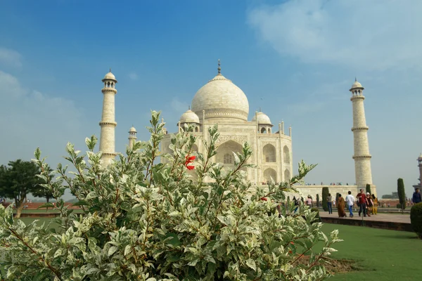 Taj Mahal atrás do arbusto verde — Fotografia de Stock