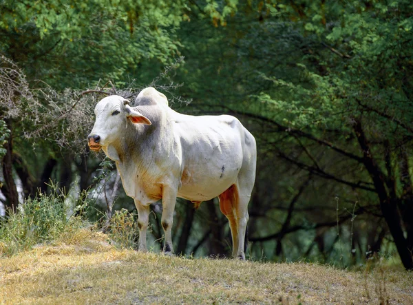 Bufallo blanc sur la promenade dans le sanctuaire — Photo