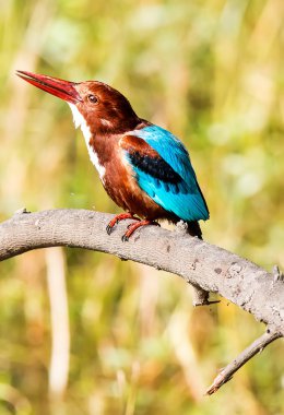 dal, sol Gaga Kingfisher kuş mavi