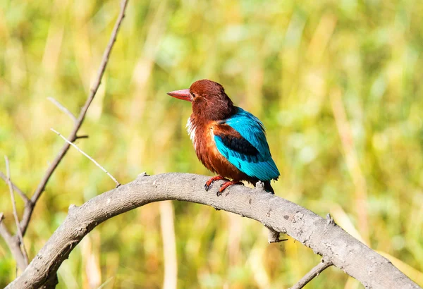 Blauer Eisvogel, auf einem Ast, Schnabel links — Stockfoto