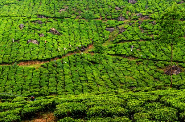 Travailleurs ramassant du thé dans une plantation, Inde du Sud — Photo