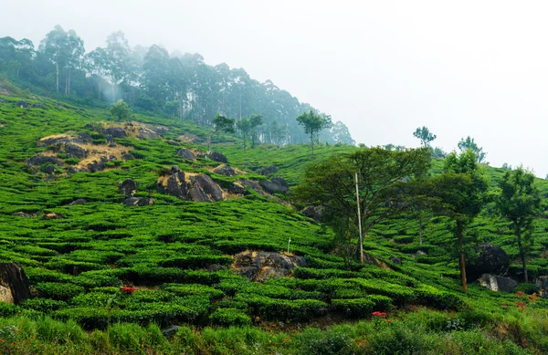 Plantation de thé dans la brume, Kerala, Inde du Sud — Photo